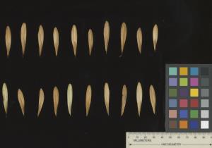 SEED